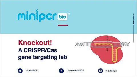 Knockout! A CRISPR/Cas gene targeting lab