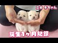 【豆柴犬】白毛編!一瞬で変わりゆく赤ちゃんの成長をまとめました!可愛すぎる記録です【赤ちゃんと癒し】まめしば亭ブログvlog
