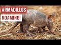 Playful Baby Armadillo Compilation!