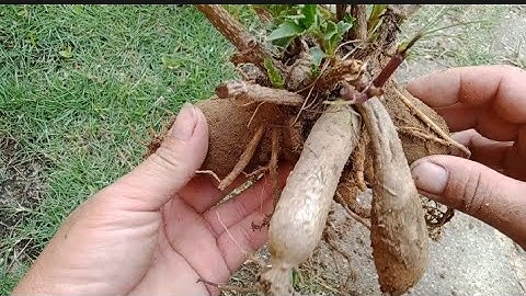 Cách Trồng Hoa Thược Dược Bằng Củ Giữ Giống Khi Mua Củ Giống Về