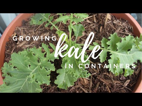 Video: Beholder dyrket grønkål - Lær hvordan du plejer grønkålsplanter i potte