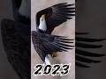 2023 eagle and 5000bce eagle viral trending youtube shortdeepak gaming toonz