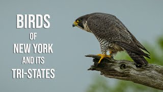 Birds of New York and its tri-states