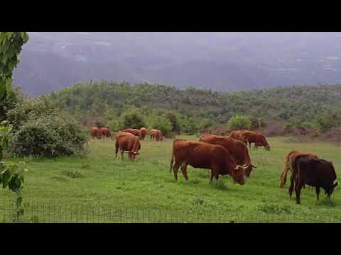 Βοοειδή - Βέρμιο