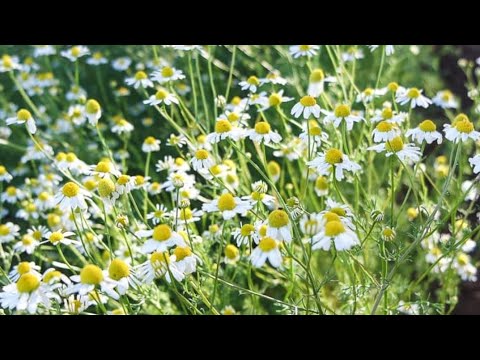 Video: Montauk Papatya Bitkileri: Montauk Papatyaları Yetiştirmek İçin İpuçları