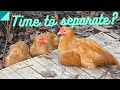 When should you separate chicks?