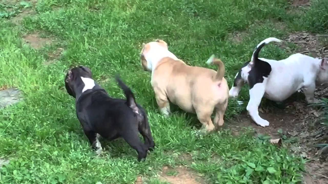 extreme bully puppies for sale