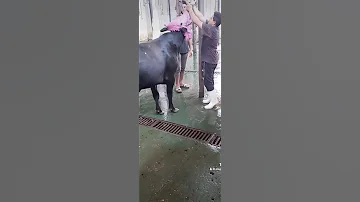 ذبح عجل اسمر مجنون على الواقف 