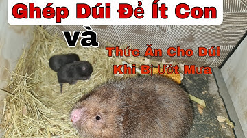 Nuôi Dúi | Ghép Dúi Đẻ Ít Con Và Chú Ý Thức Ăn Cho Dúi Khi Trời Mưa | Nguyễn Nguyên TM