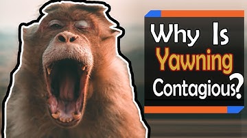 Why Do We Yawn? The Surprising Science Behind Contagious Yawning