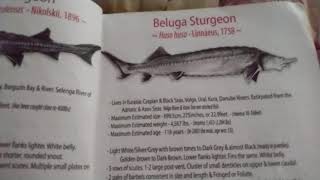 The Beluga Sturgeon, the largest freshwater fish on Earth