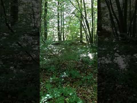 WWI: Searching for