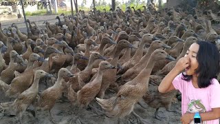 Alisha And Deo With Hundreds Of Ducks