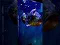 monster fish tank #shorts