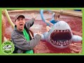 The Pool Is Lava! Dinosaur Adventures | T-Rex Ranch Dinosaur Videos
