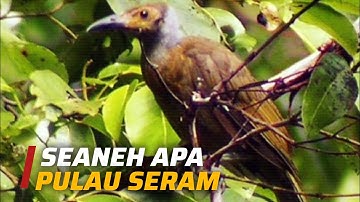 Harta Karun Spesies Endemik: Pulau Seram!
