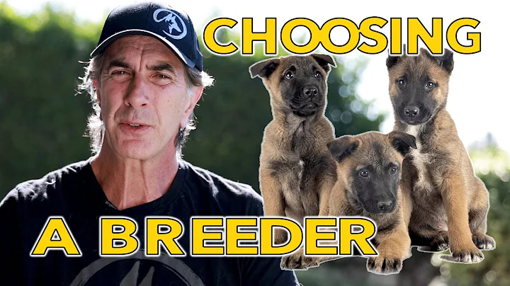 How to Choose a Breeder for Your Next PUPPY