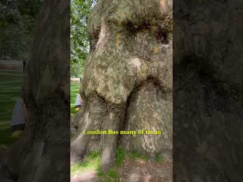 Video: Լոնդոնի սոսիի փայտի կիրառություն – Ինչի համար է օգտագործվում սոսի փայտը