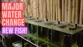 BALLOON MOLLY FISH BREEDING STATUS SA OUTDOOR AQUARIUM SETUP