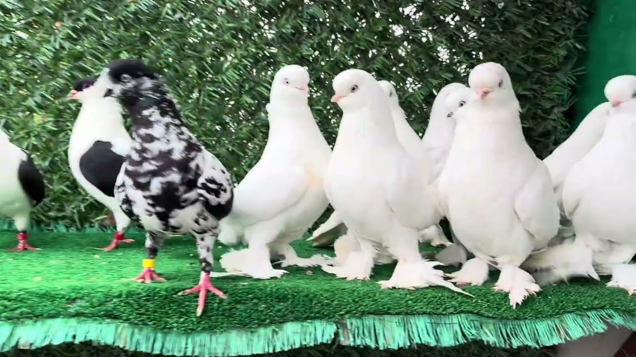 Canlı yayın bu akşam iftardan hemen sonra