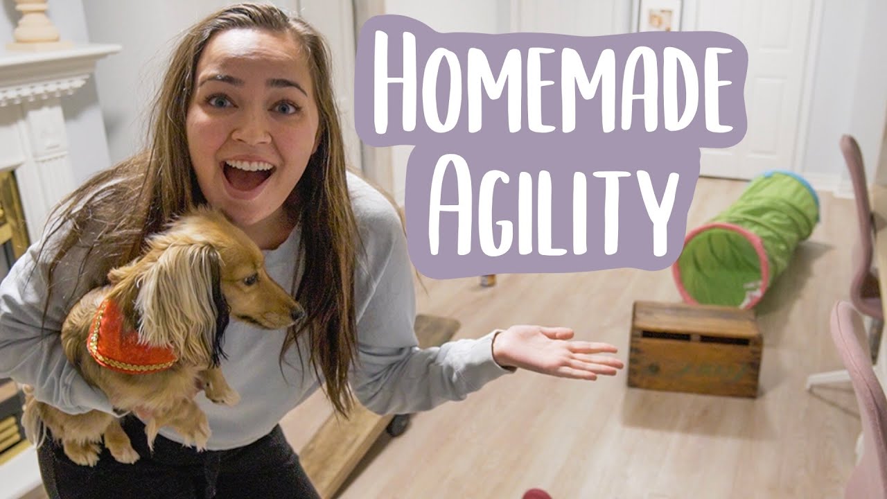 How to Make a DIY Dog Obstacle Course at Home