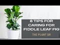 FIDDLE LEAF FIG | 8 STEPS TO GROWING A BEAUTIFUL FICUS LYRATA