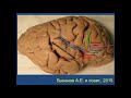 Нейрохирургия - Функциональная анатомия коры и проводящих путей мозга