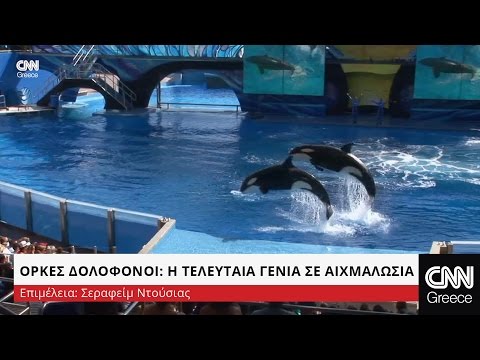 Βίντεο: Τι όρκες είναι στο seaworld San Diego;