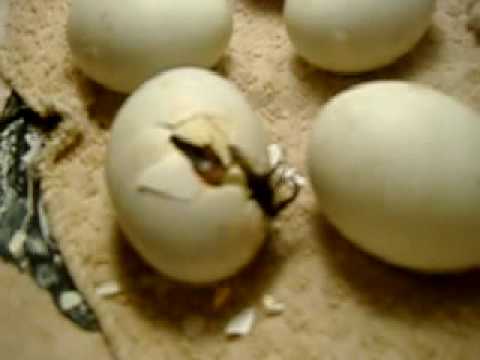 What is the incubation period for duck eggs?