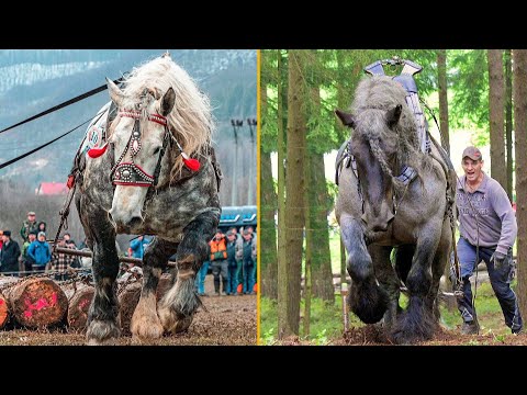 Video: 10 + af verdens smukkeste udkast til hesteaser og svære heste