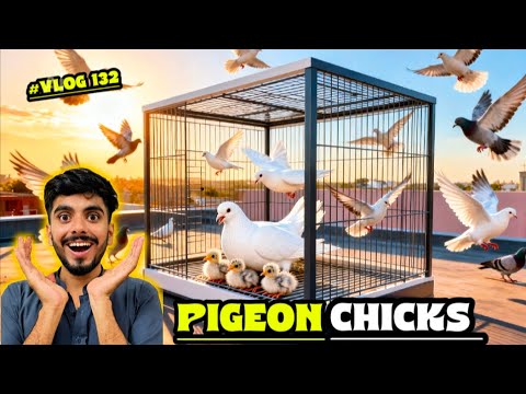 We got pigeon chicks 😮|| pigeon mama got angry || birds ki breeding ka season || pets vlog 