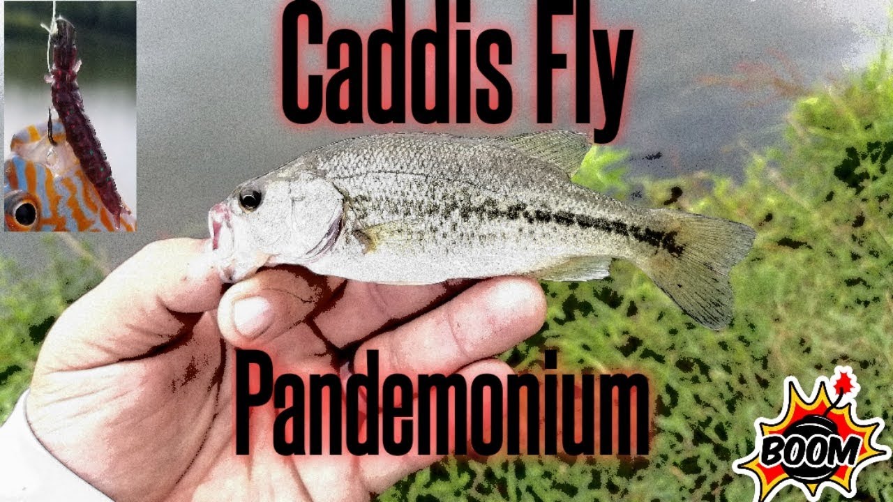 Bank fishing with the Nikko Caddisfly. (Multiple Species) 