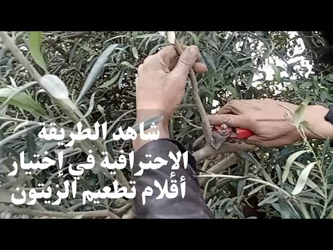 شاهد الطريقة الإحترافية في إختيار أقلام تطعيم الزيتون      