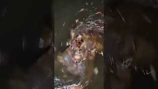 Unclogging a storm drain #short #shortsfeed #viral #viralvideo #shorts #wow #rain #satisfying #water