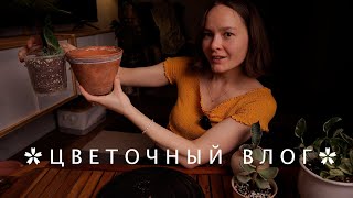 Цветочный влог | Пересадка растений