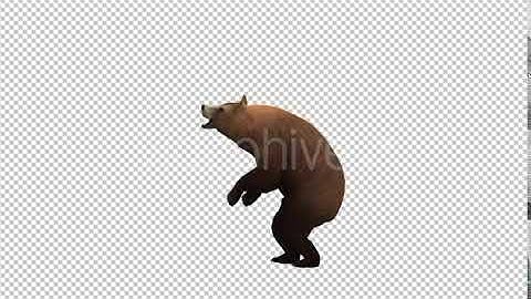 Bear Howl | Motion Graphics - Envato elements