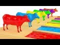 تعليم الألوان للأطفال والبقرة الملونة