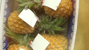 pineapple production processing factory   pineapple production processing factory