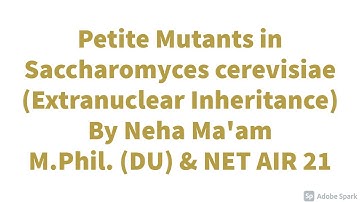 Petite mutants in Baker