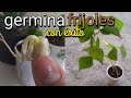 Cómo GERMINAR un FRIJOL//de la manera CORRECTA || GERMINAR Fríjol ||