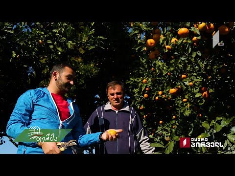 #ფერმა ნარინჯისფერი რთველი გურიაში - როგორია წელს მანდარინის ფასი