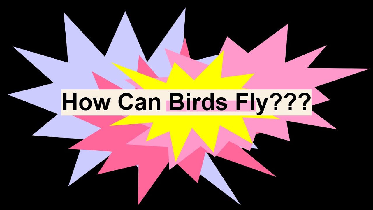 🐦How Can Birds Fly | Physical adaptions + Biomechanics | Breakthrough Junior Challenge 2020