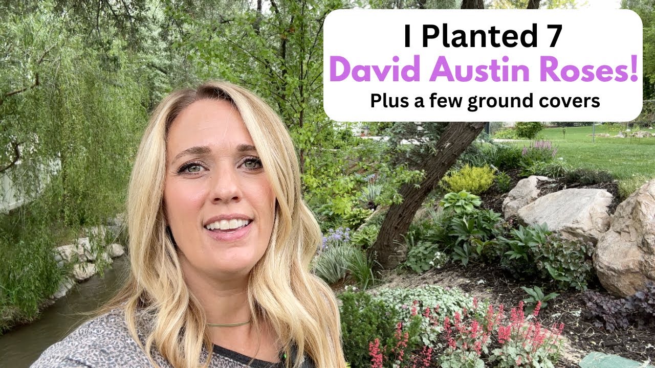 I Planted 7 David Austin Roses! Plus some ground covers