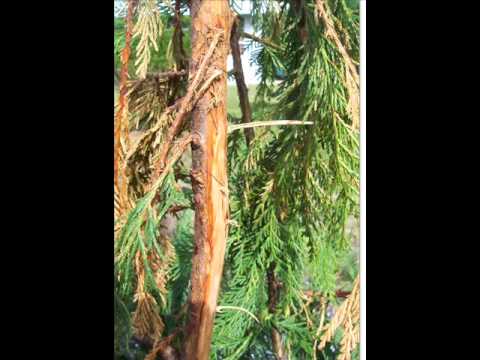 Vídeo: Leyland Cypress Care - Dicas para cultivar uma árvore de Leyland Cypress