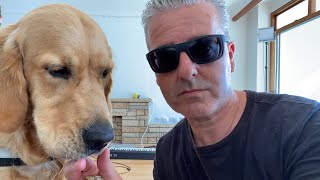 Chilled Boogie Woogie Piano Livestream With Rex (the Golden Retriever)🐶