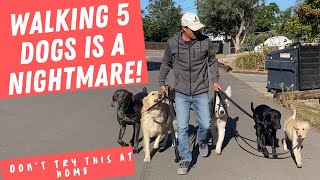 SIMULTANEOUSLY Walking 5 dogs. You asked for it.