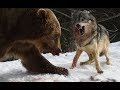 곰 vs 늑대 화난곰 늑대를 죽이다 bear vs wolf fight to death