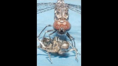 Dragonfly Metamorphosis