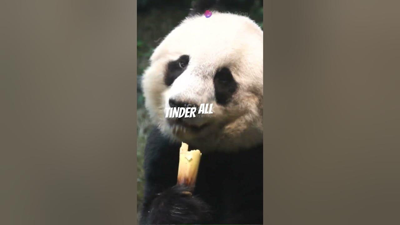 Why Pandas Are F*cking Stupid! YouTube