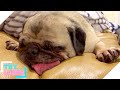 TRY NOT TO LAUGH - Sleepy Pups!    - Funny Animal Moments | Cute Pets